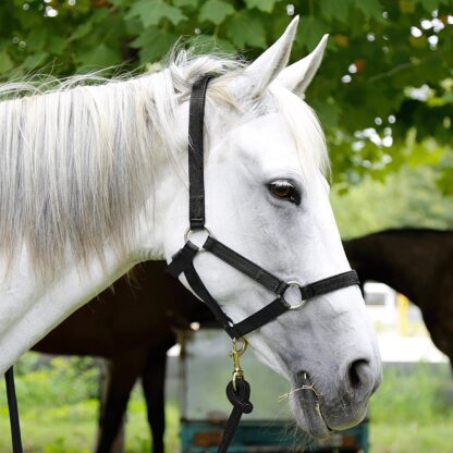 A Wear Resistant Halter - Image 2