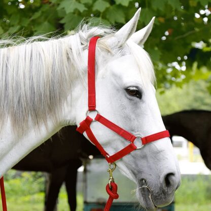 A Wear Resistant Halter - Image 3