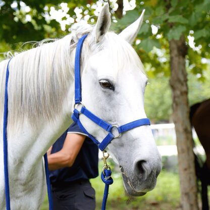 A Wear Resistant Halter