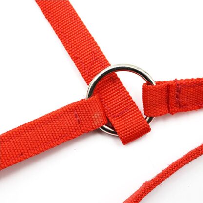 Horse Riding Equipment - Image 4