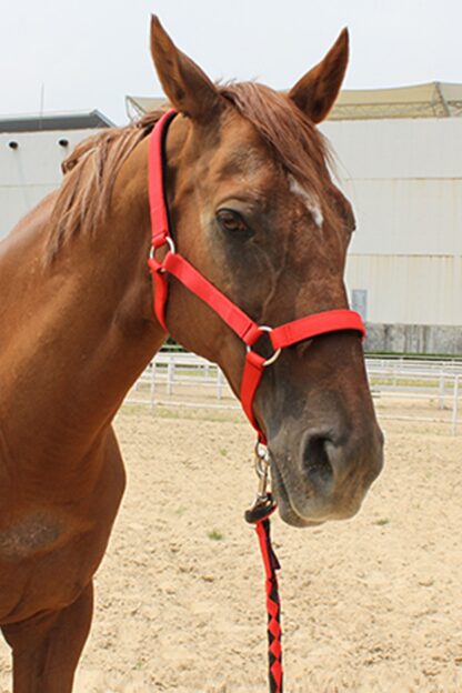 Equestrian Horse Rope Harness - Image 5