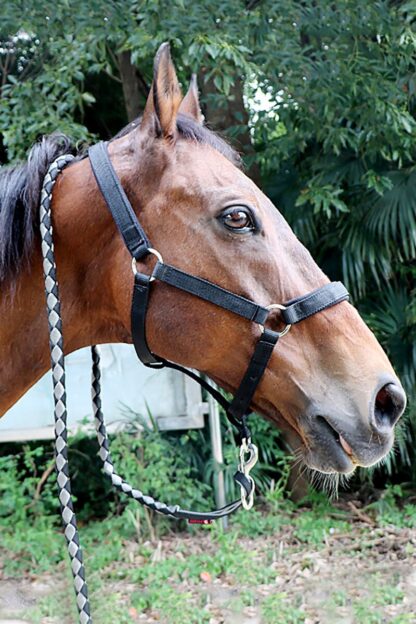 Equestrian Horse Rope Harness