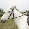 Equipment Horse Bridle
