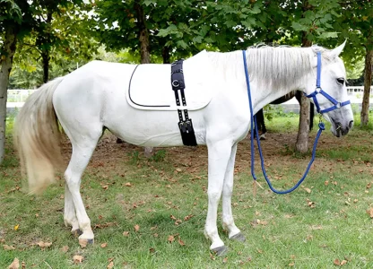 Riding Belly Strap for Horses - Image 7
